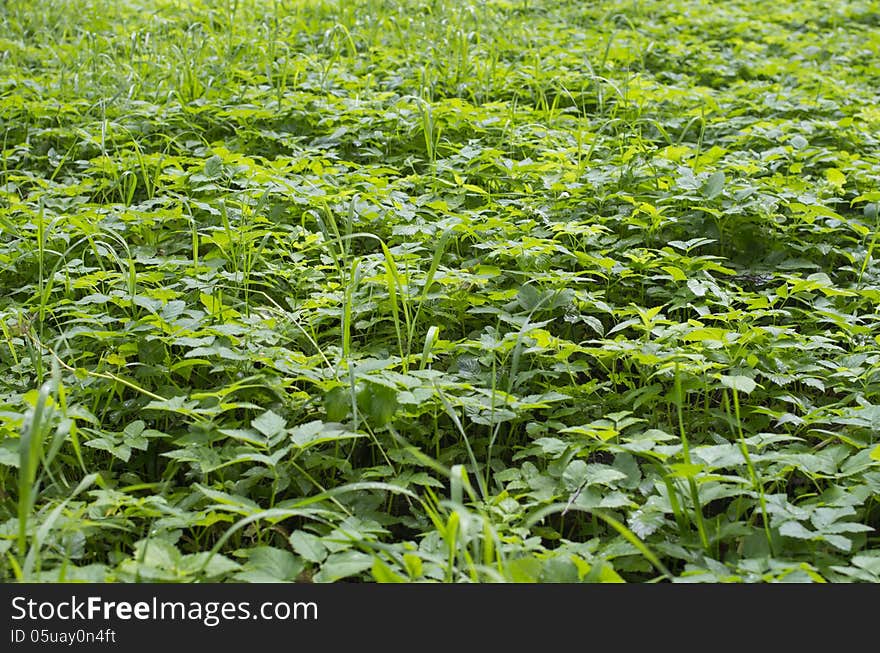 Green background composed of high saturated grass and leaves. Green background composed of high saturated grass and leaves