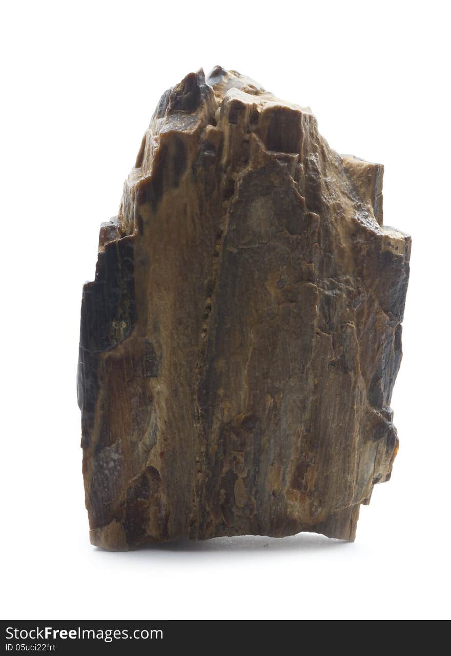 Fossilized wood