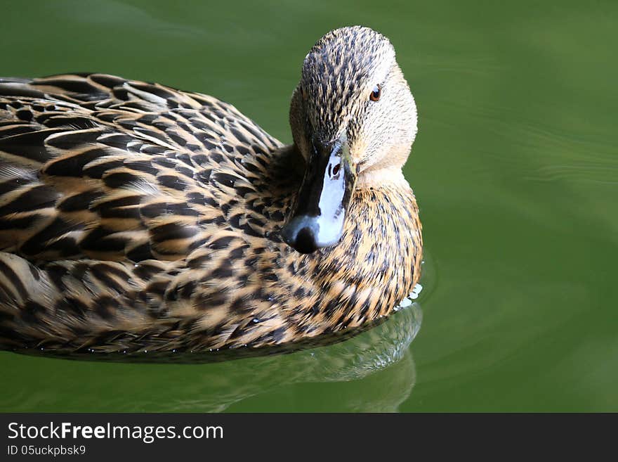 Inage of a beautiful duck on water