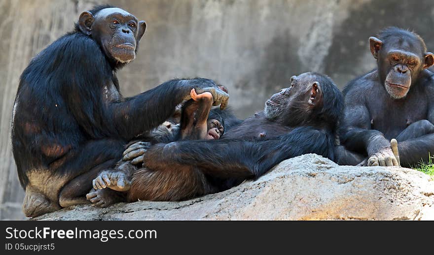 Female Chimp Team Sitting On Rocks attending to New Baby. Female Chimp Team Sitting On Rocks attending to New Baby