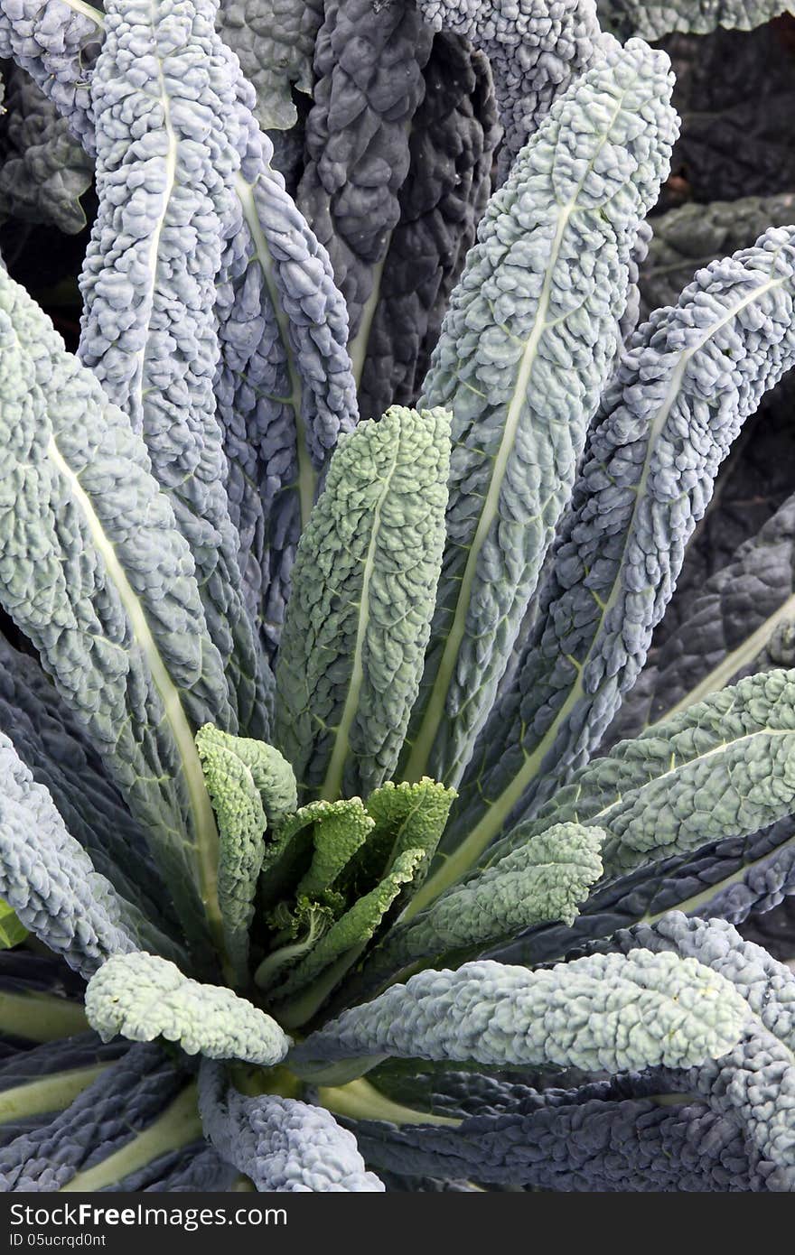 Leaf kale (Brassica oleracea L.) with blue-green leaf on the vegetable garden bed