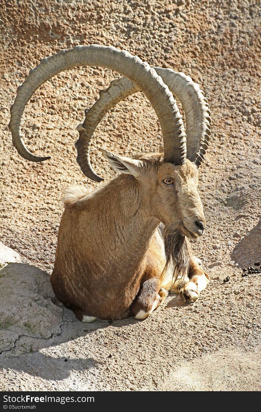 Nubian Ibex