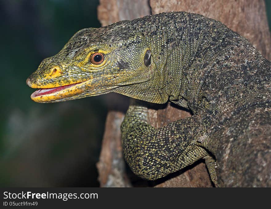 Close Up Detail Of Large Lizard With Open Mouth