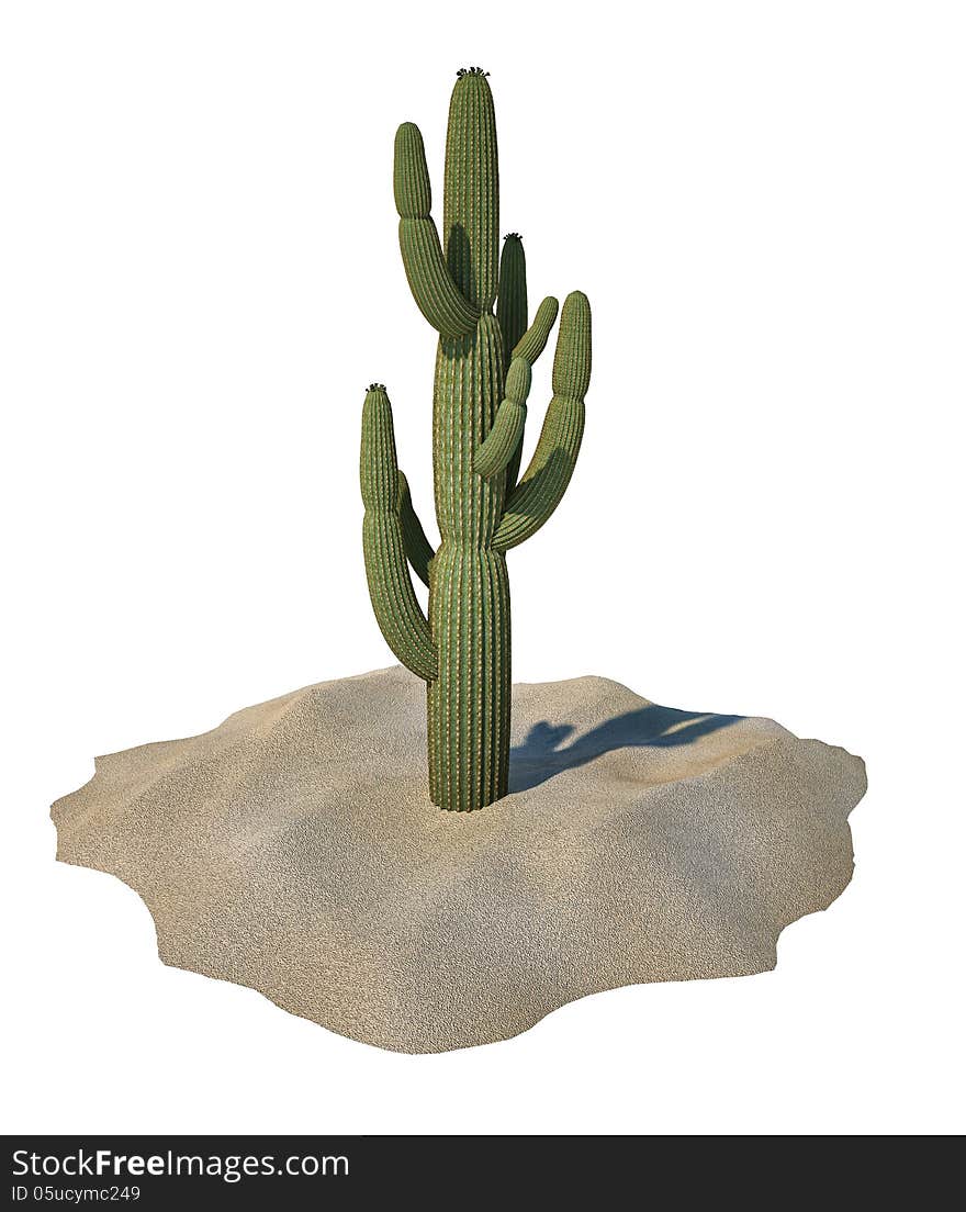 Cactus plant on sand, isolated.