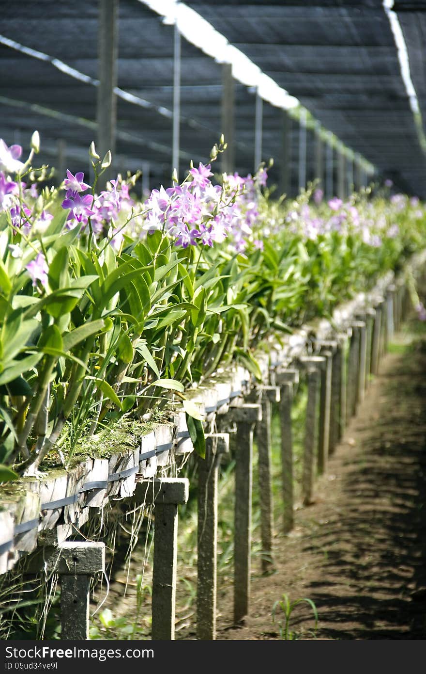 Beautiful orchid farm agriculture under sunshade net. Beautiful orchid farm agriculture under sunshade net