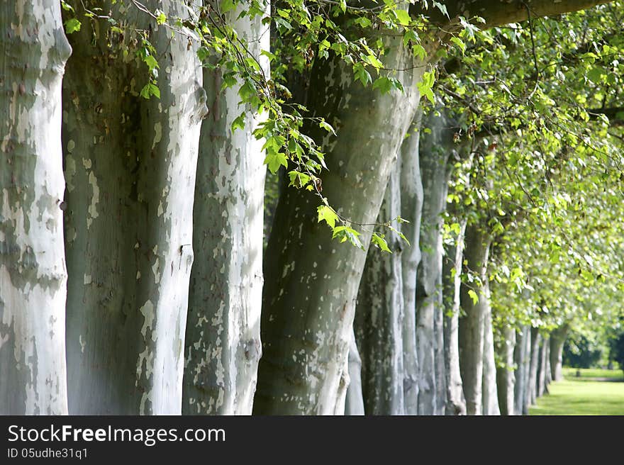 Alley of trees