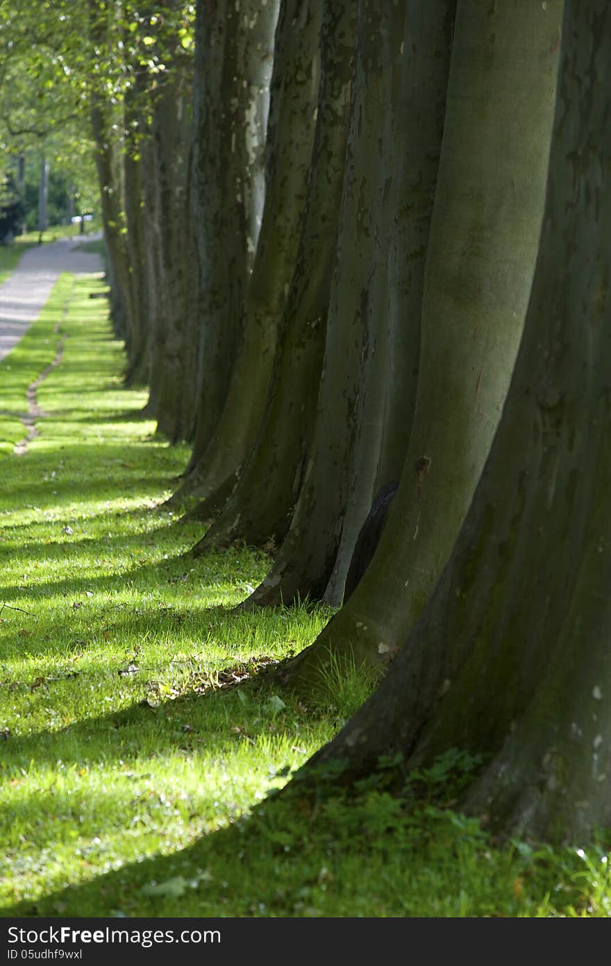 Alley of trees with boles of sycamore trees beside a bysicle way and bright green grass in the sunlight