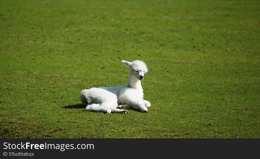 Young Alpaka llama lying criously on the meadow