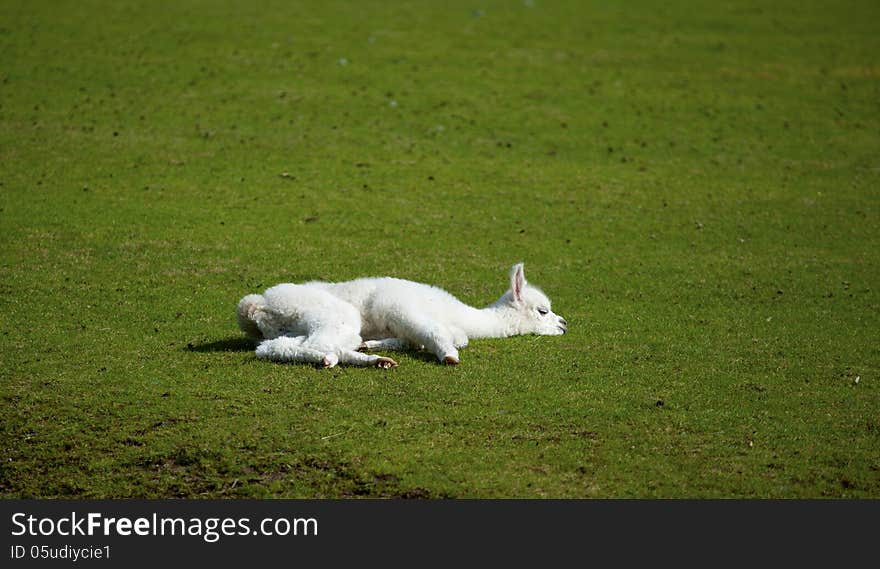 Baby llama