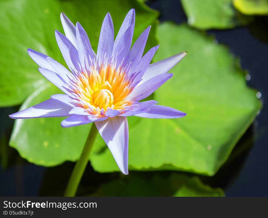 Pink  lotus flower