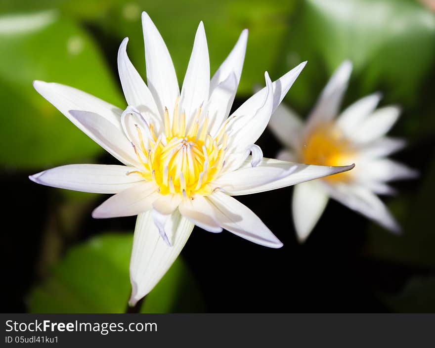 Picture of a white lotus flower