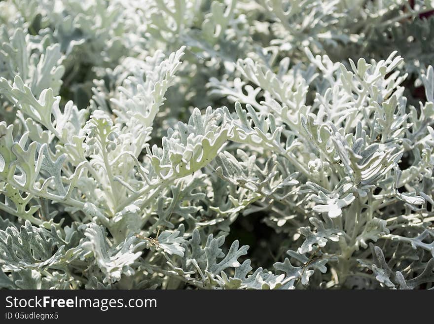 Leaves of cineraria