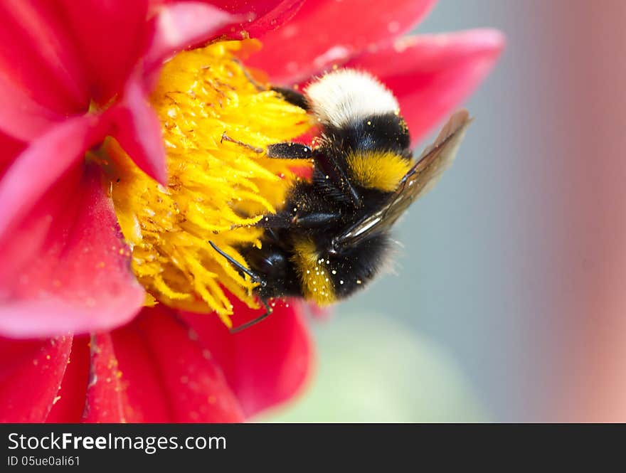 Close up on Bumblebee on flower