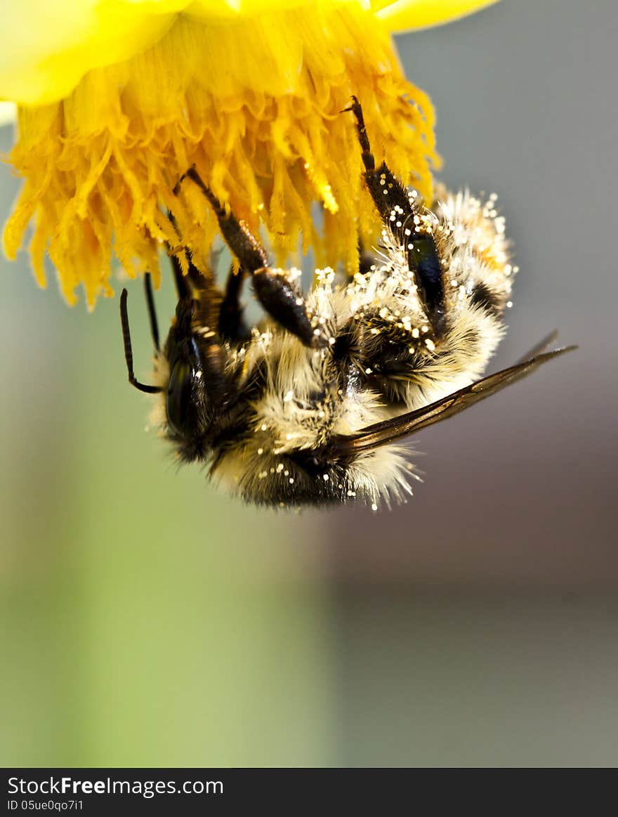 Close up on honey bee on flower