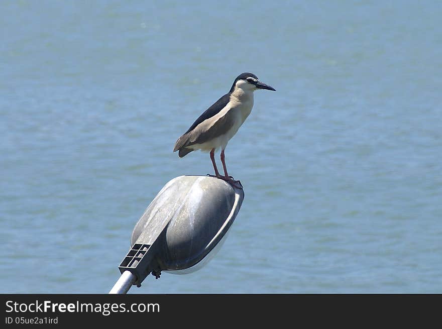 Night Heron stand on street light near harbor. Night Heron stand on street light near harbor