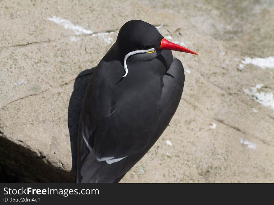 Inca Tern sitting on concrete background