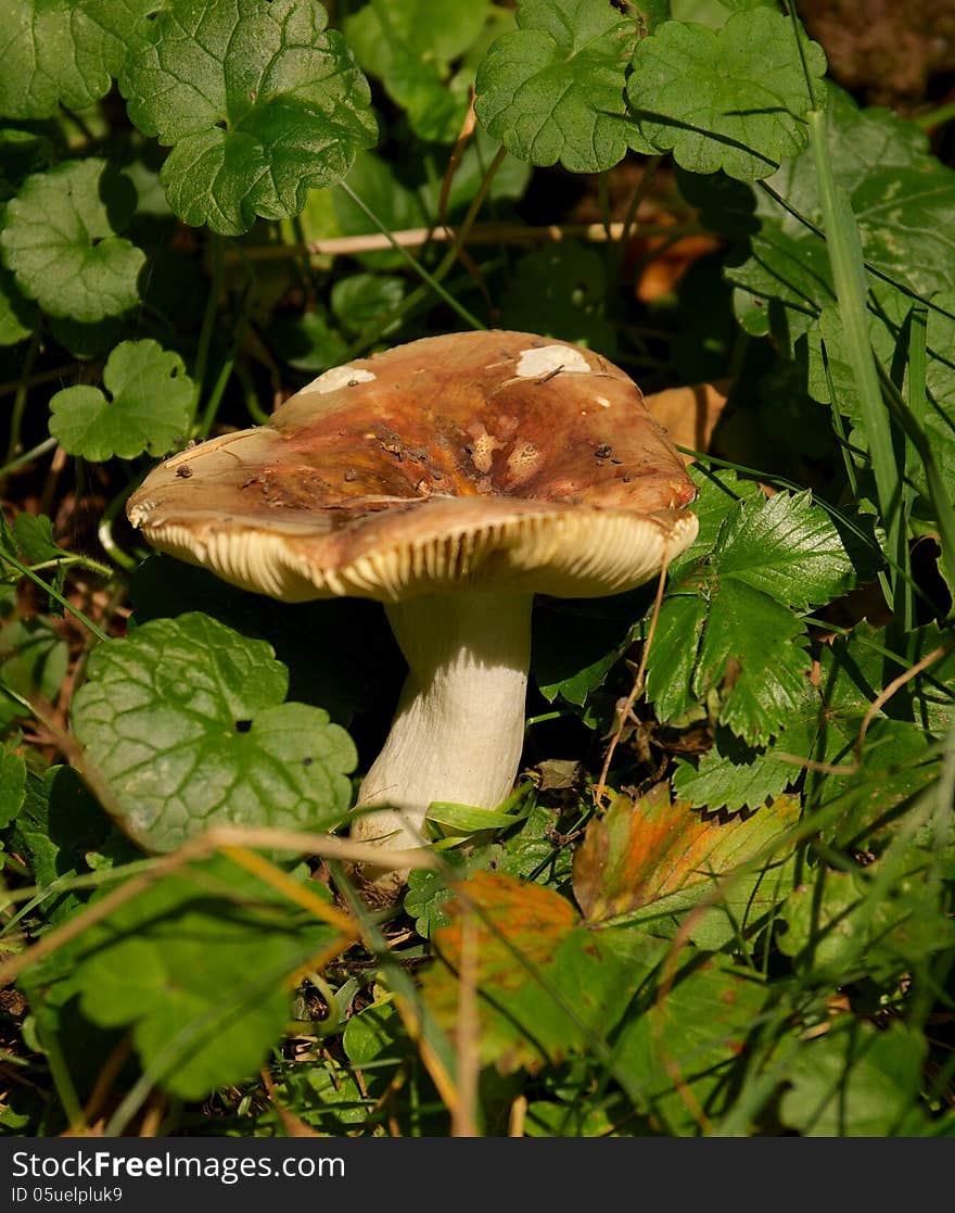 Big Russule Between Green Grass in Natural Environment. Focus on Centre of Cap