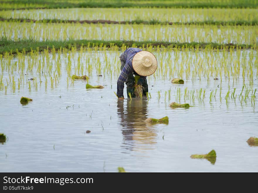 Thai peasant agriculture