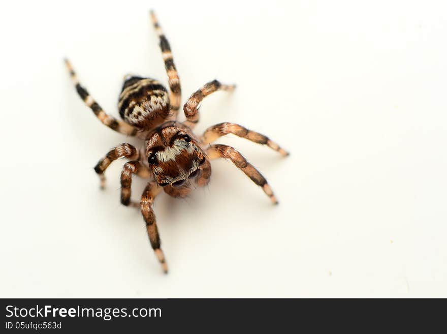 Jumping spider