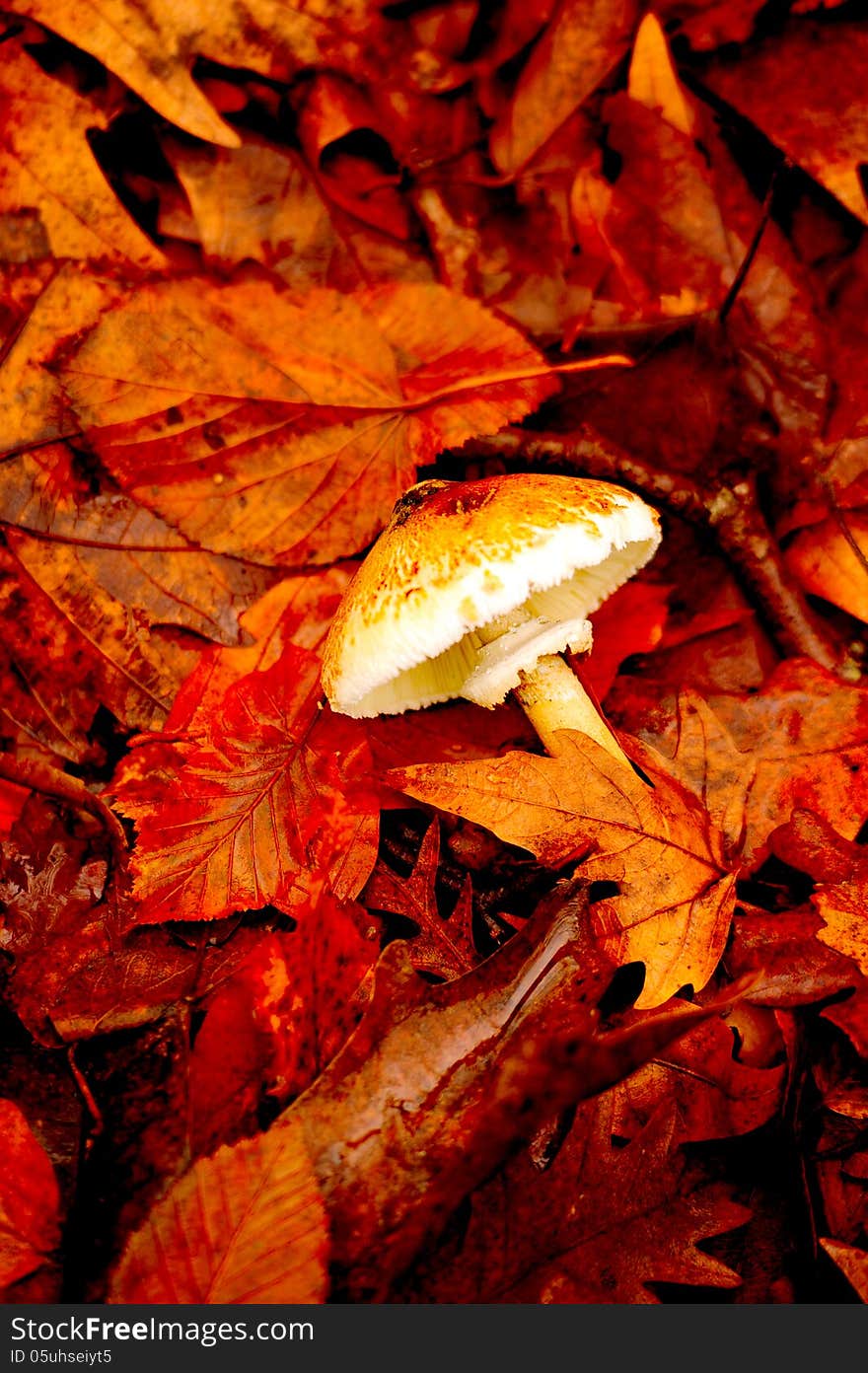 Leaves Autumn