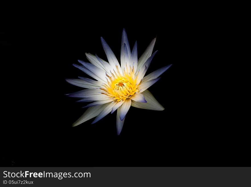 Water lilly nymphaea isolated on black background