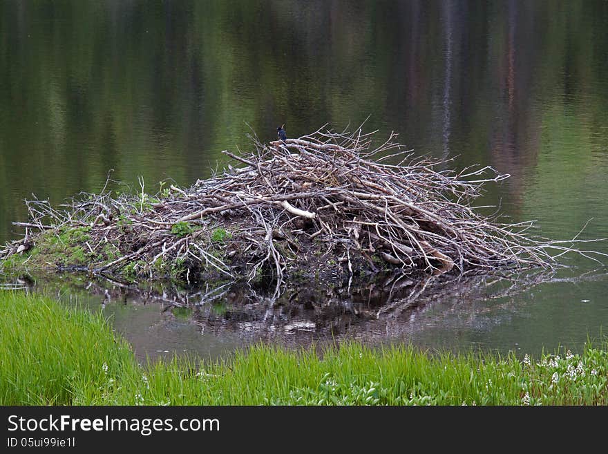 This image of the beaver house along the lake shore was taken near Marias Pass in NW Montana.