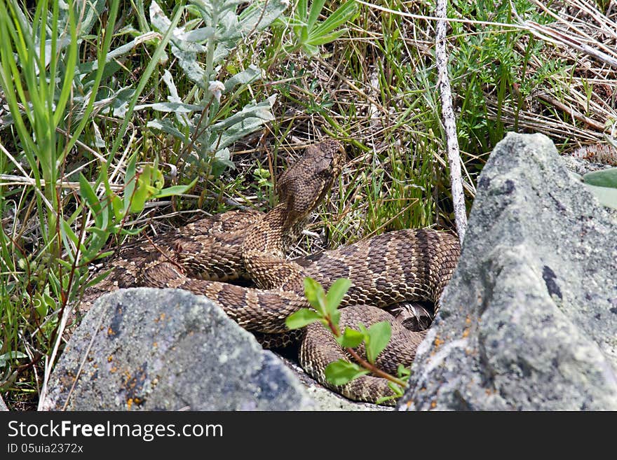 This image of the rattle snake was taken at the National Bison Range during a hike I had been taken to obtain landscape photographs.