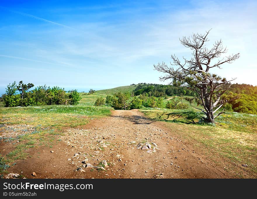 Sandy road in a field near the forest