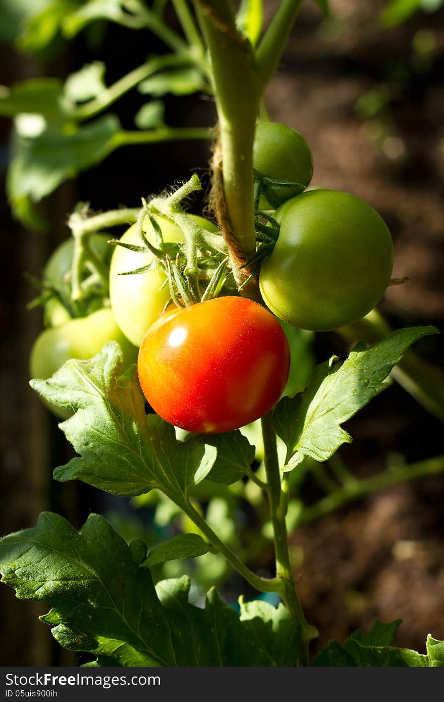 Tomatos Growing