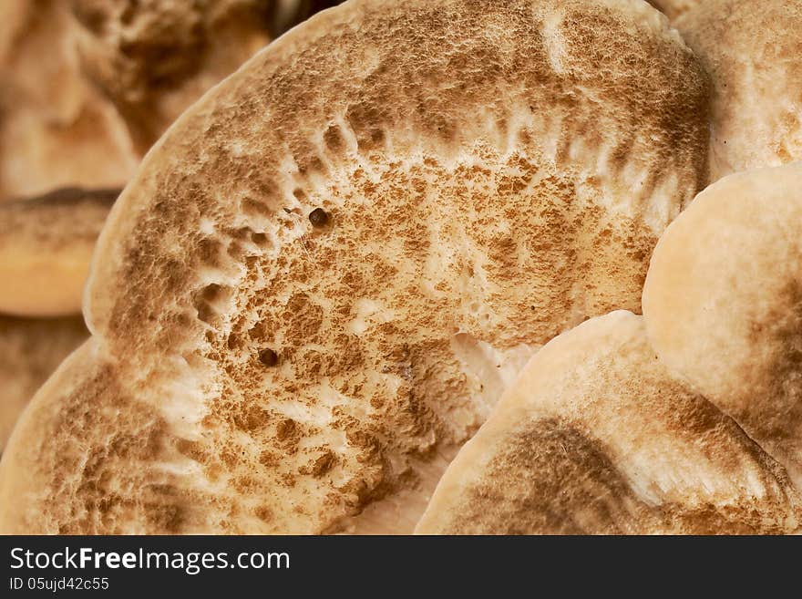 Mushroom that looks like bread. Mushroom that looks like bread