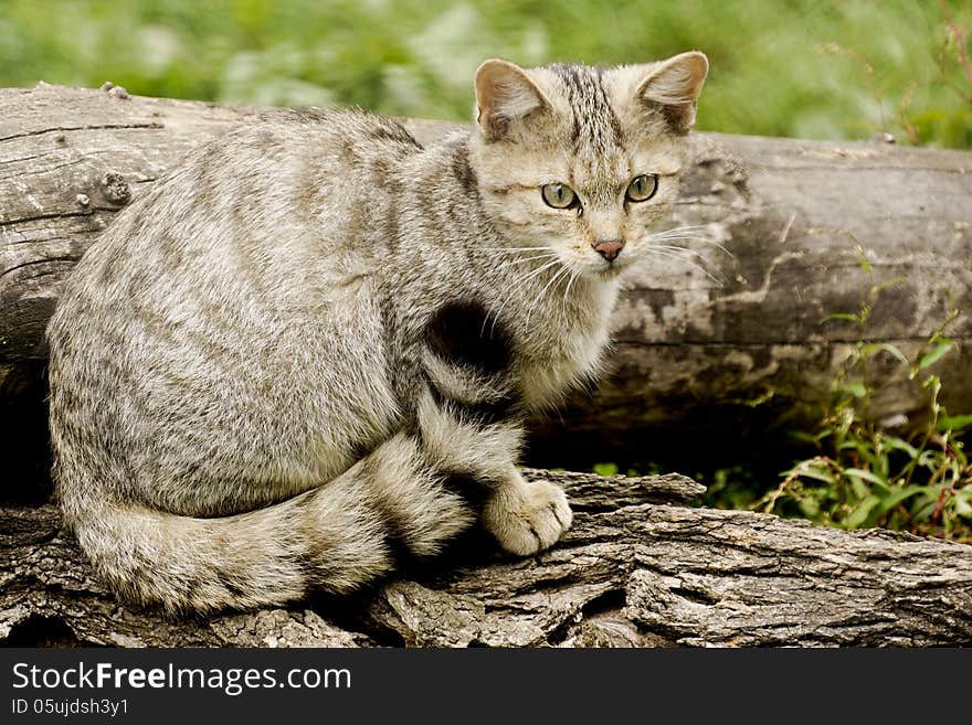 Wild cat posing on a tree trunk