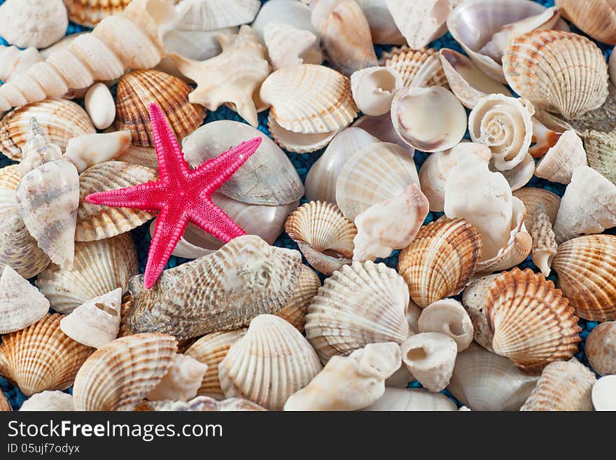 Starfish on seashells and oisters background