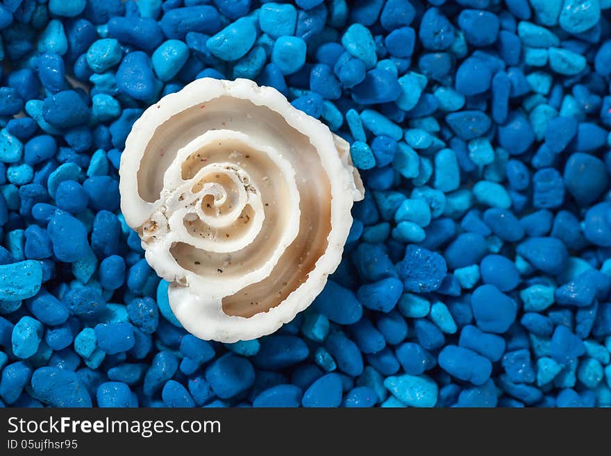 Seashell section closeup on blue background (blue sand)