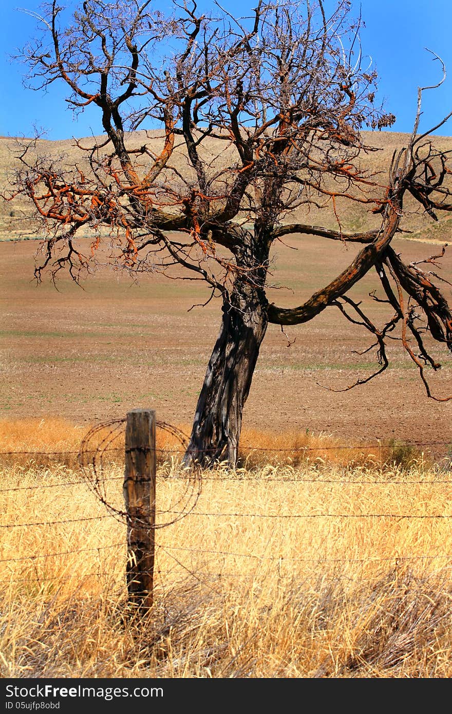 Even tho this oak tree is dead, standing in the country is still beautiful. Barbed wire fence in foreground with roll of spare wire. Common scene in rural America. Even tho this oak tree is dead, standing in the country is still beautiful. Barbed wire fence in foreground with roll of spare wire. Common scene in rural America.