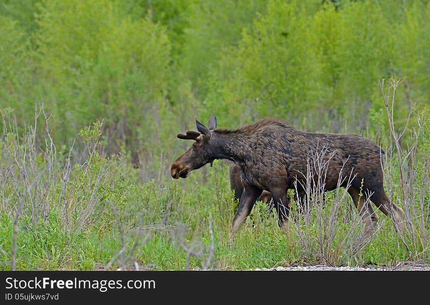 An adult moose grazes along the river. An adult moose grazes along the river.