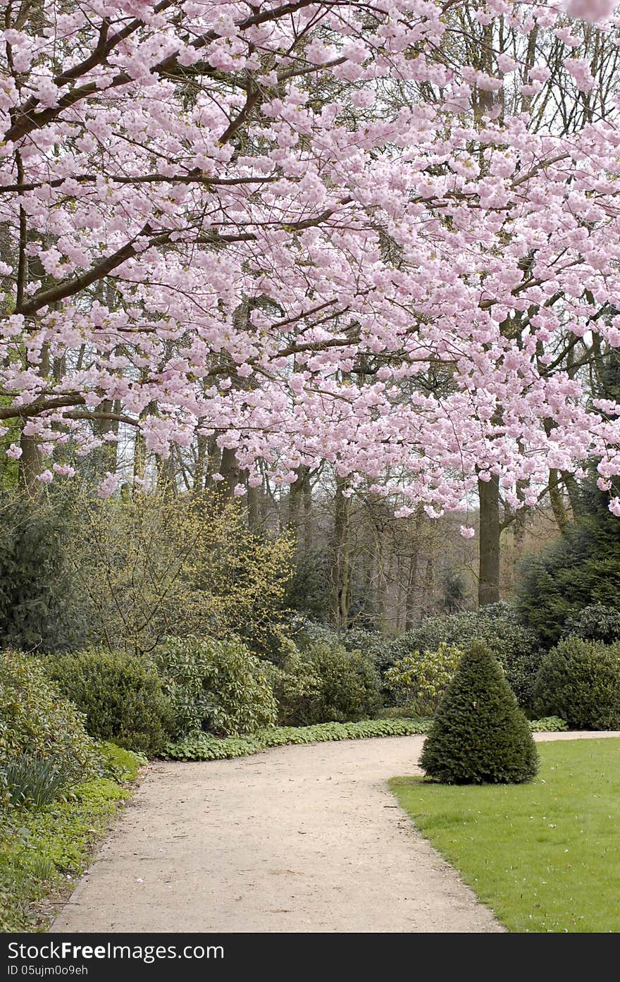 Path in a park with a beautiful blossom trees