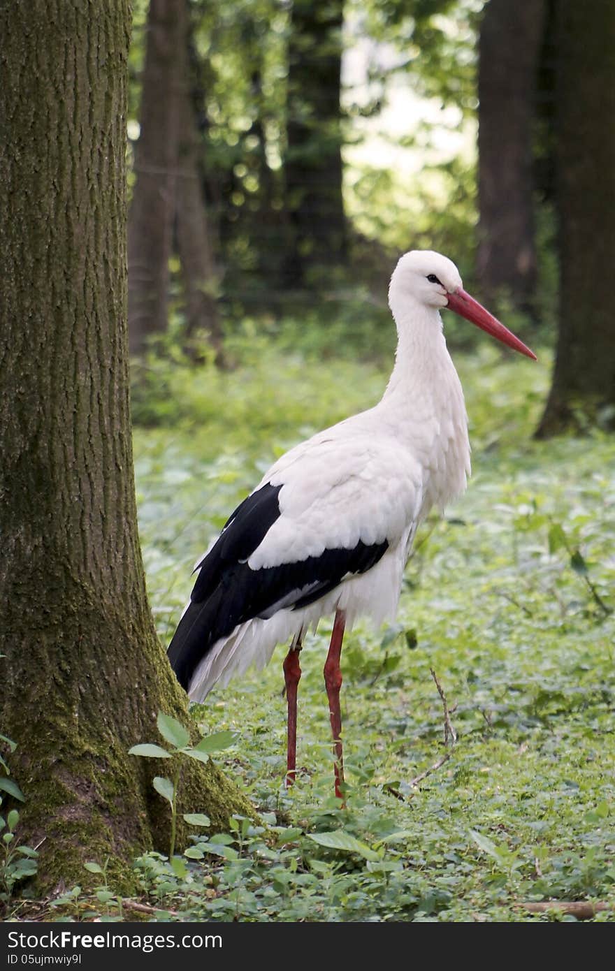 Stork