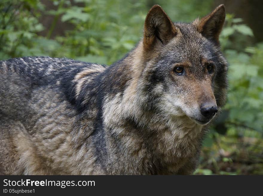 Closeup of a wolf in the forest