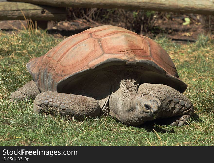 The aldabra tortoise measures up to 5 feet in length and weighs as much as 1/4 ton. Their average life span is over 50 years. They are an endangered species. Legend has it that the cumbersome tortoise will always win over the faster hare in the long run because they never stop going. The aldabra tortoise measures up to 5 feet in length and weighs as much as 1/4 ton. Their average life span is over 50 years. They are an endangered species. Legend has it that the cumbersome tortoise will always win over the faster hare in the long run because they never stop going.