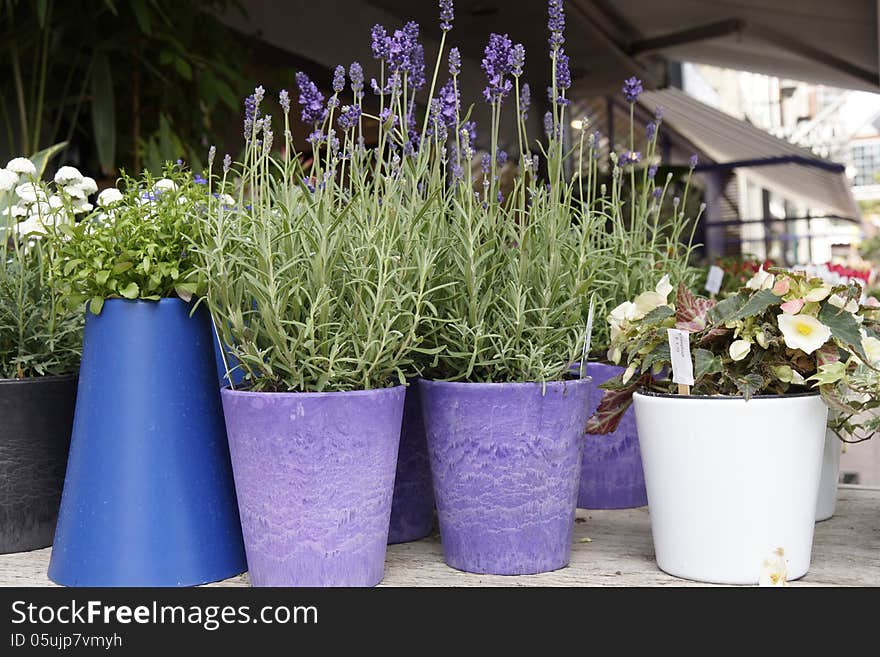 Lavender in pots at a shop