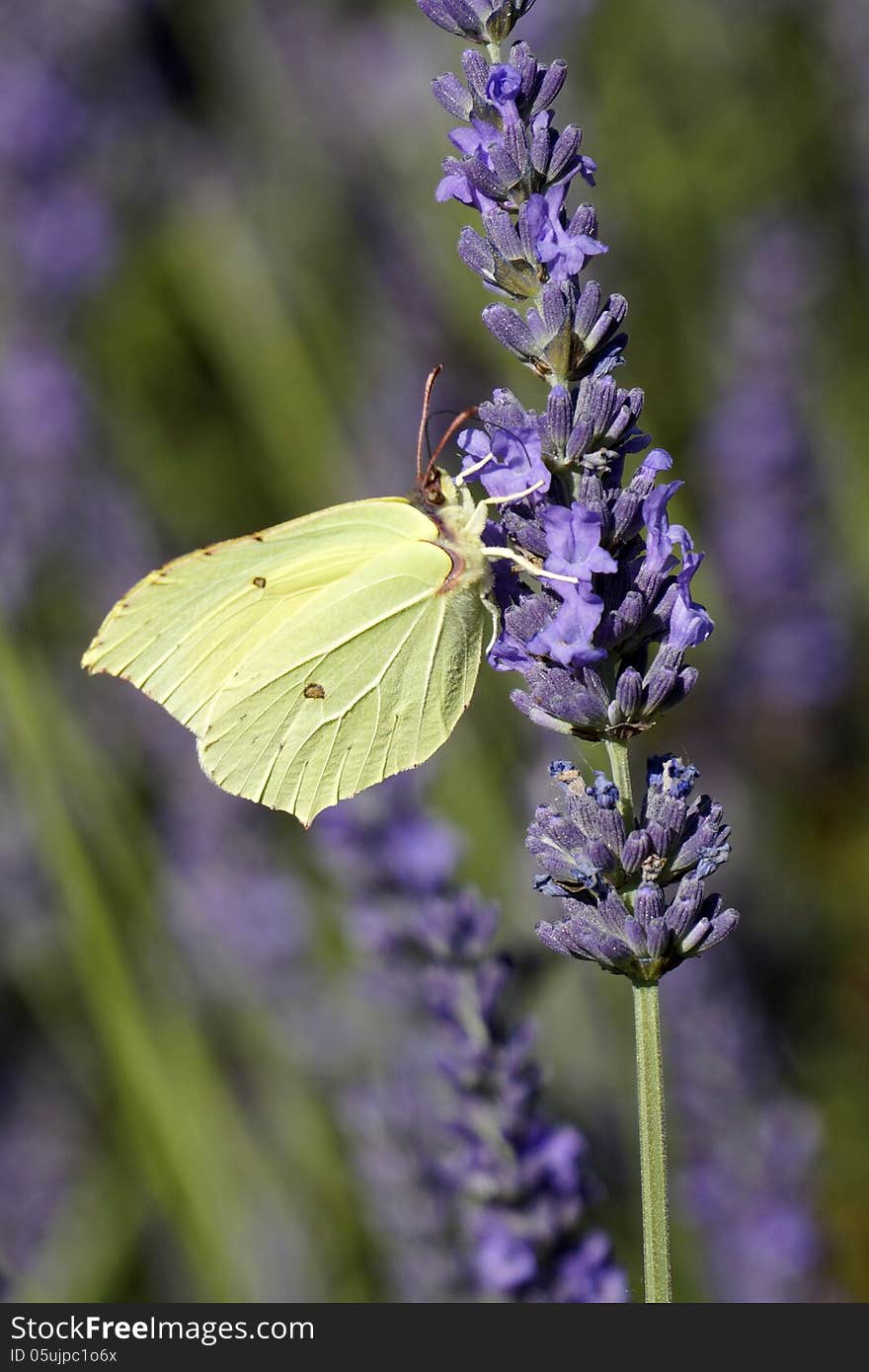 Butterfly on lavender