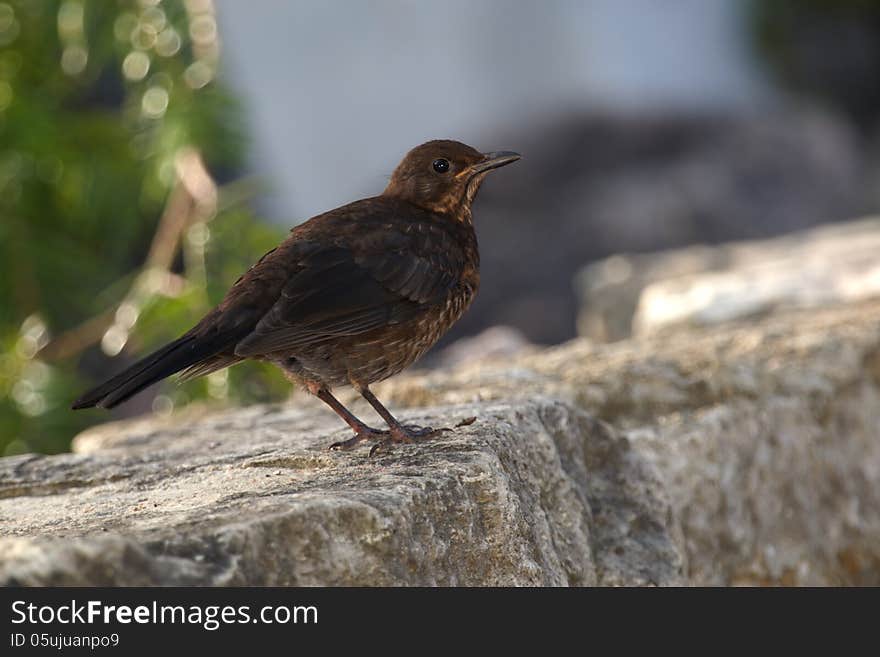 Blackbird Female