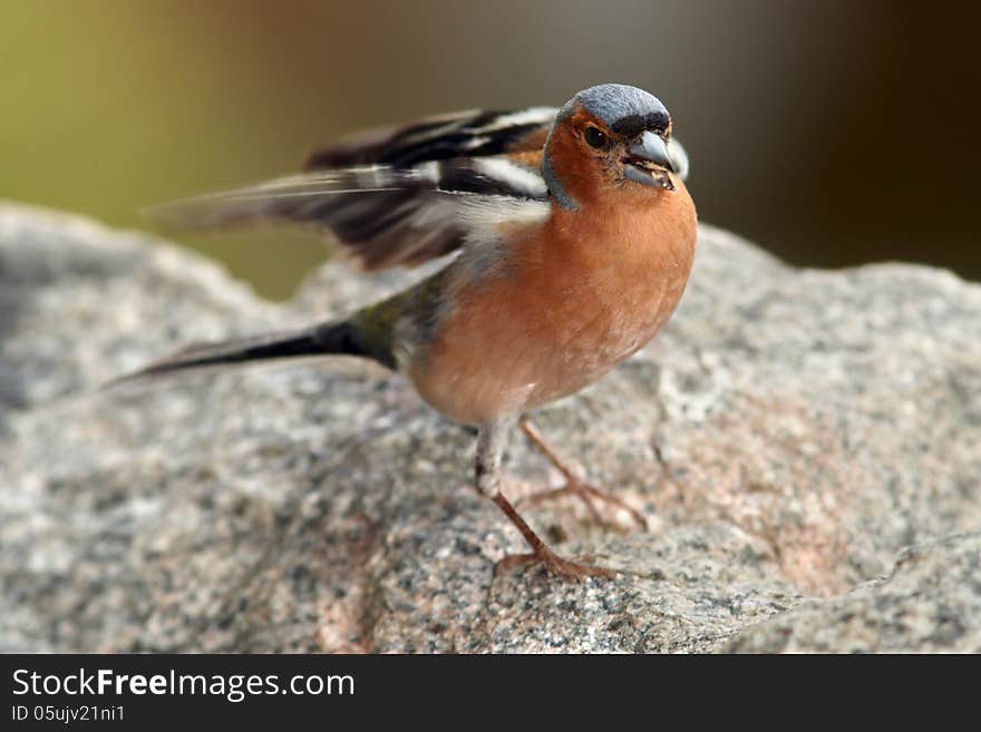 Chaffinch In Nice Pose - Portrait