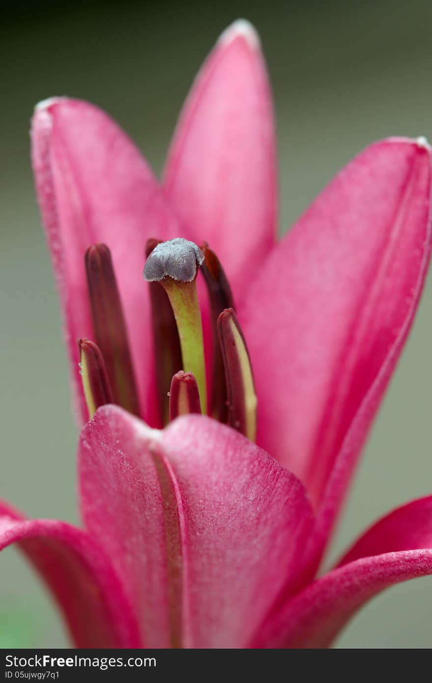 Red lily bud blossom