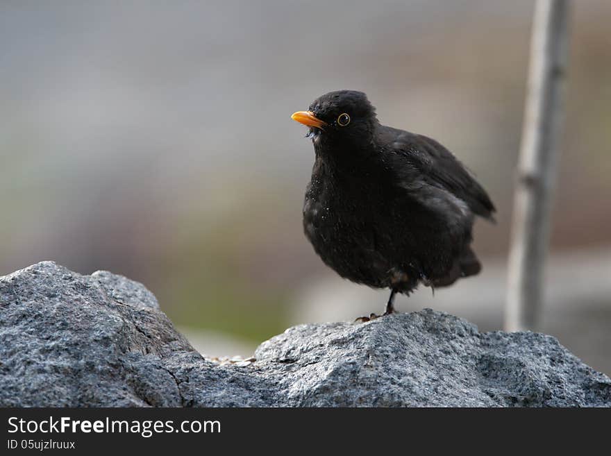 Blackbird Posing