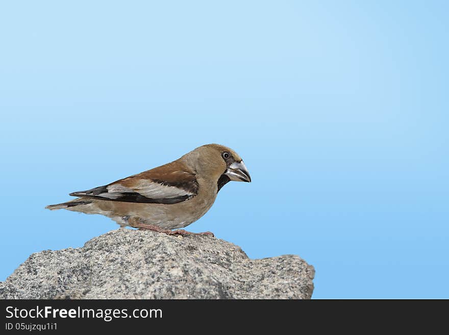 Grosbeak on rock