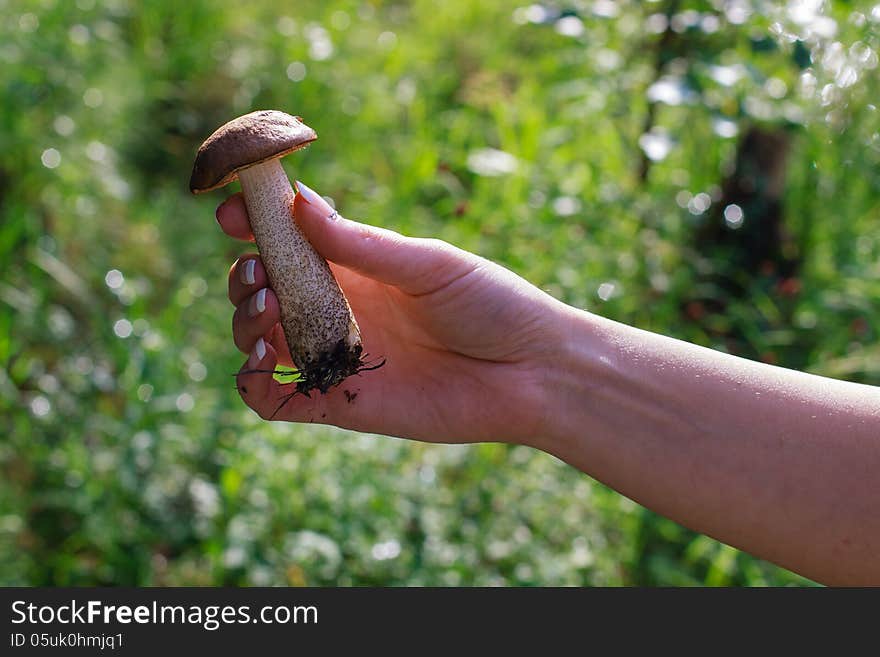 Young woman picking Mushroom in autumn