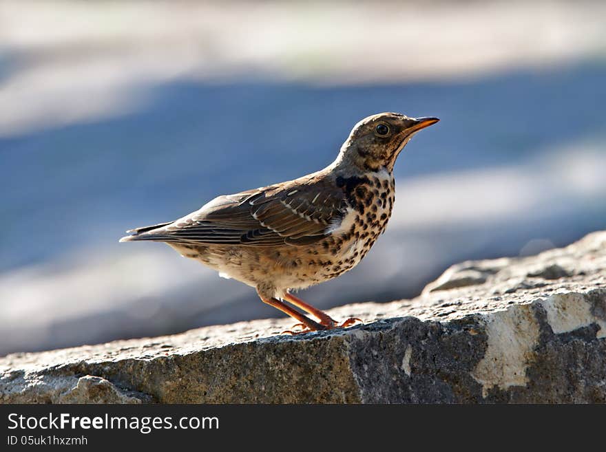 Thrush red-wing standing on rock. Thrush red-wing standing on rock