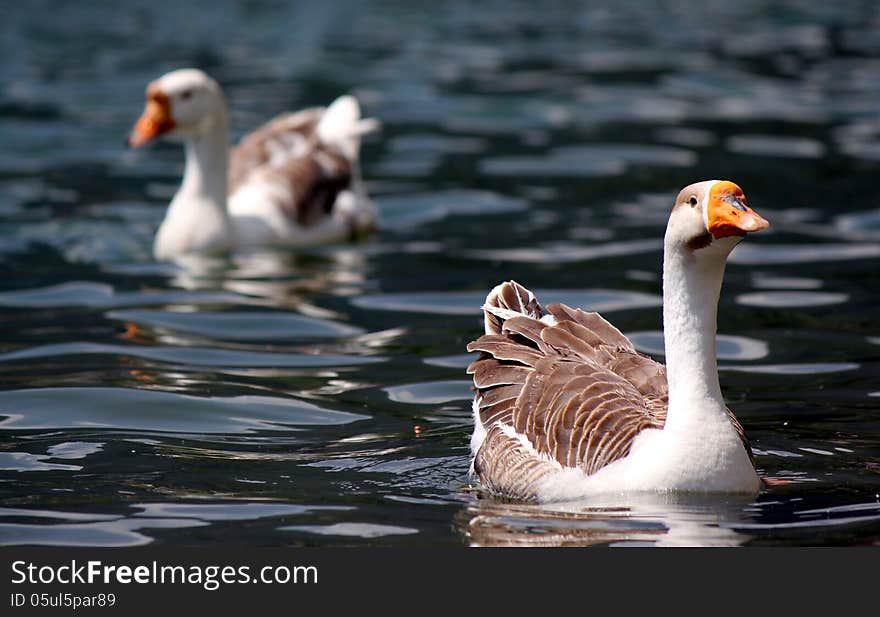 Duck with brown plumage and brown beak