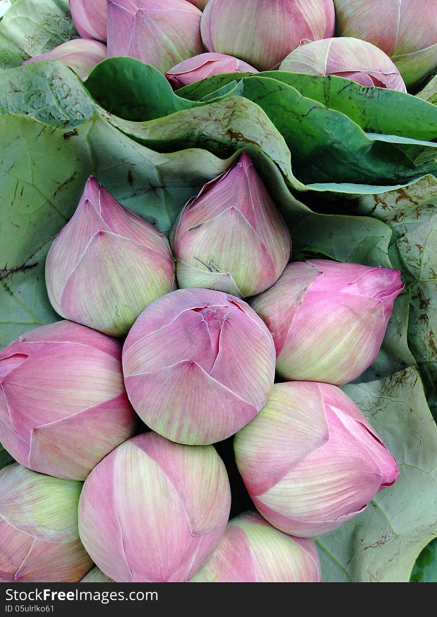 Lotus flower,use to worship the Buddha image on holy days and religious holidays in thailand